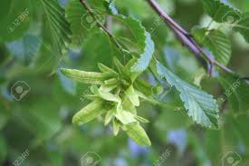 Attēlu rezultāti vaicājumam “Carpinus betulus fruit”