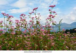 Attēlu rezultāti vaicājumam “Fagopyrum esculentum flower”