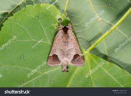 Attēlu rezultāti vaicājumam “Clostera curtula”