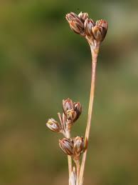 Attēlu rezultāti vaicājumam “Juncus squarrosus”
