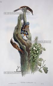 Attēlu rezultāti vaicājumam “Certhia familiaris”