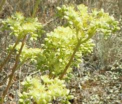Attēlu rezultāti vaicājumam “Sedum aizoon fruit”