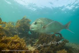 Image result for Pagrus auratus