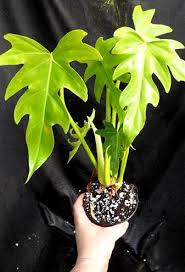 Attēlu rezultāti vaicājumam “Diderma radiatum”