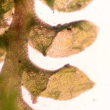 Attēlu rezultāti vaicājumam “Scapania mucronata”