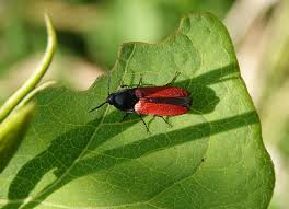 Attēlu rezultāti vaicājumam “Ampedus sanguineus”