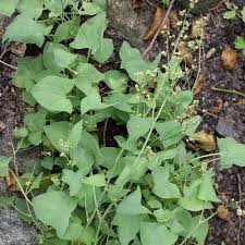 Attēlu rezultāti vaicājumam “Rumex hydrolapathum leaf”