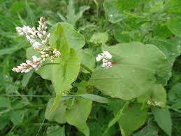 Attēlu rezultāti vaicājumam “Fagopyrum esculentum leaf”