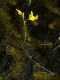 Attēlu rezultāti vaicājumam “Utricularia intermedia leaf”