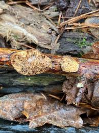Attēlu rezultāti vaicājumam “Diachea leucopodia young”