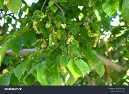 Attēlu rezultāti vaicājumam “Magnolia kobus fruit”