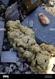 Attēlu rezultāti vaicājumam “Didymium crustaceum plasmodium”