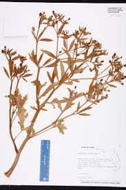 Attēlu rezultāti vaicājumam “Ranunculus sceleratus”