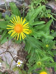 Attēlu rezultāti vaicājumam “Inula britannica flower”