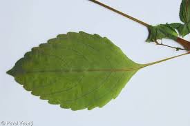 Attēlu rezultāti vaicājumam “Impatiens parviflora leaf”