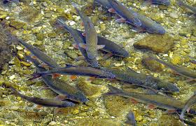 Image result for Chondrostoma nasus