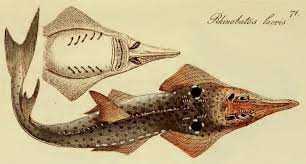 Image result for Rhynchobatus djiddensis