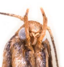 Attēlu rezultāti vaicājumam “Epermenia falciformis”