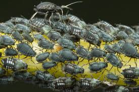 Attēlu rezultāti vaicājumam “Aphis fabae”