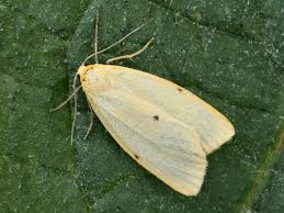 Attēlu rezultāti vaicājumam “Cybosia mesomella”