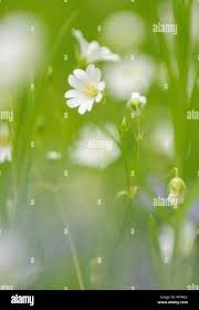 Attēlu rezultāti vaicājumam “Stellaria holostea fruit”