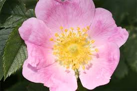 Image result for Rosengewächse