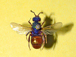 Attēlu rezultāti vaicājumam “Hedychrum sp.”