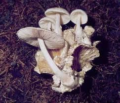 Attēlu rezultāti vaicājumam “Diderma radiatum young”