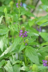 Attēlu rezultāti vaicājumam “Prunella vulgaris flower”