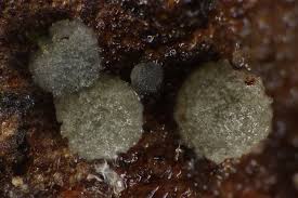 Attēlu rezultāti vaicājumam “Badhamiopsis macrospora macro”