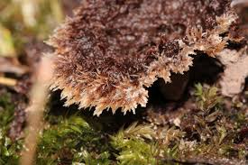 Attēlu rezultāti vaicājumam “Thelephora terrestris”