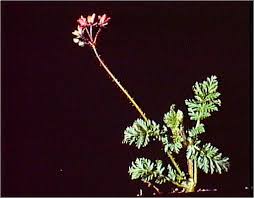 Attēlu rezultāti vaicājumam “Erodium cicutarium leaf”