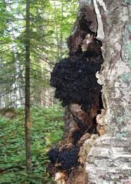 Attēlu rezultāti vaicājumam “Inonotus obliquus”