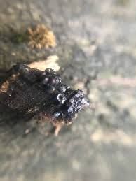 Attēlu rezultāti vaicājumam “Badhamia capsulifera”