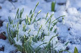 Attēlu rezultāti vaicājumam “Galanthus nivalis bud”