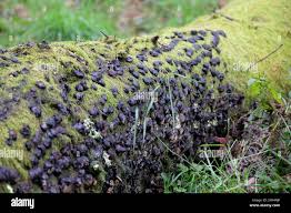 Attēlu rezultāti vaicājumam “Hypoxylon fuscum”