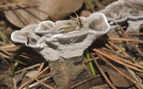 Attēlu rezultāti vaicājumam “Phellodon niger”