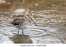 Image result for Lymnocryptes minimus