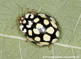 Attēlu rezultāti vaicājumam “Sospita vigintiguttata”