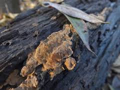 Attēlu rezultāti vaicājumam “Elmerina caryae”