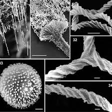 Attēlu rezultāti vaicājumam “Hemitrichia calyculata stalked”