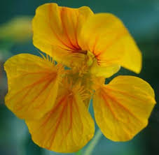 Attēlu rezultāti vaicājumam “Tropaeolum majus bud”