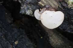 Attēlu rezultāti vaicājumam “Neocudoniella albiceps”