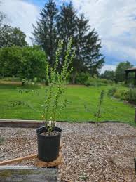 Attēlu rezultāti vaicājumam “Chionaspis salicis imago”