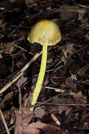 Attēlu rezultāti vaicājumam “Bolbitius vitellinus”