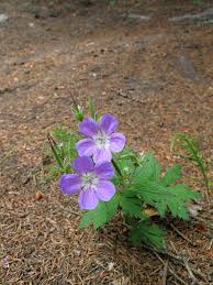 Attēlu rezultāti vaicājumam “Geranium pratense leaf”