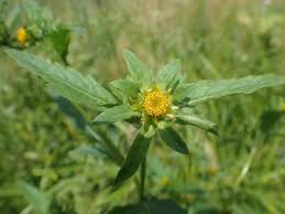 Attēlu rezultāti vaicājumam “Bidens tripartita flower”
