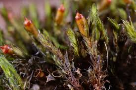 Attēlu rezultāti vaicājumam “Schistidium apocarpum sporophyte”