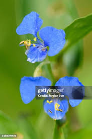 Attēlu rezultāti vaicājumam “Commelina coelestis”