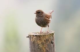 Attēlu rezultāti vaicājumam “Prunella modularis adult”